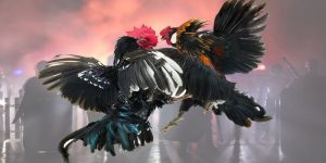 Đá Gà S666: Lựa Chọn Hàng Đầu Của Dân Chơi Mê Đối Kháng - aviro.games
