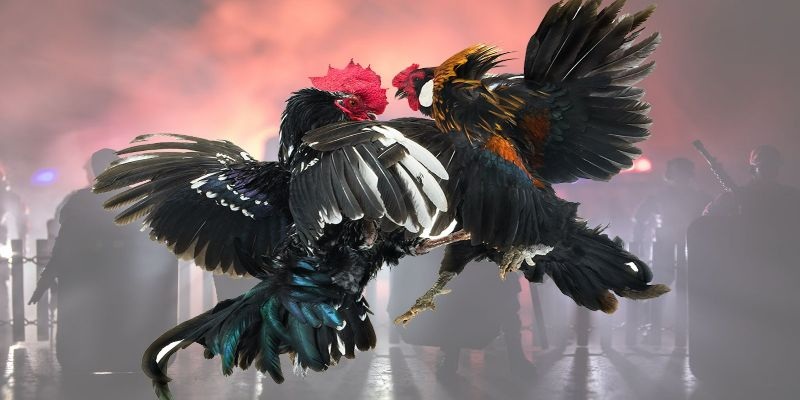Đá Gà Bên Cam - Mãn Nhãn Với Những Trận Đấu Nảy Lửa - aviro.games