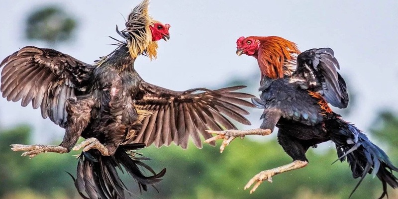Đá Gà Bên Cam - Mãn Nhãn Với Những Trận Đấu Nảy Lửa - aviro.games