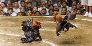 Đá Gà S666: Lựa Chọn Hàng Đầu Của Dân Chơi Mê Đối Kháng - aviro.games