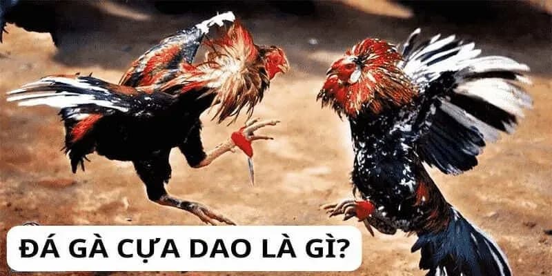 Đá Gà Cựa Dao S666 - Thỏa Mãn Niềm Đam Mê Của Các Kê Sư - aviro.games