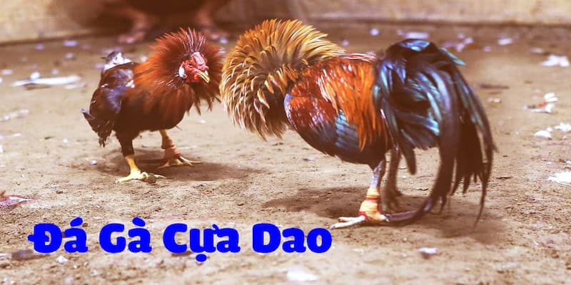 Đá Gà Cựa Dao S666 - Thỏa Mãn Niềm Đam Mê Của Các Kê Sư - aviro.games