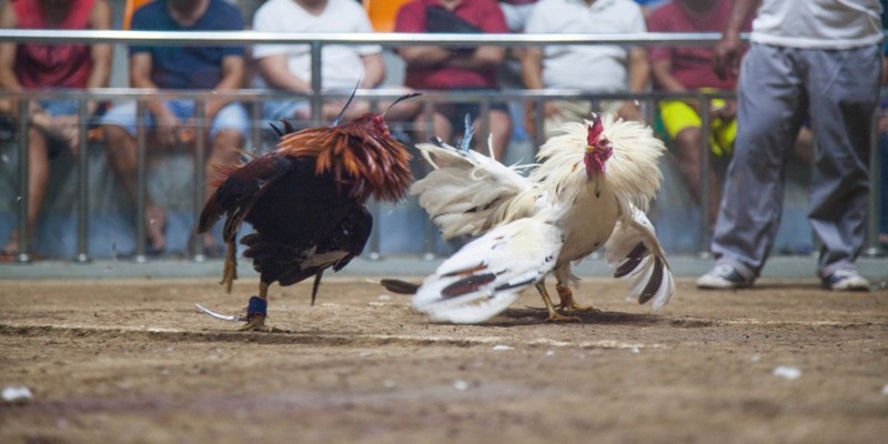 Đá Gà Bên Cam - Mãn Nhãn Với Những Trận Đấu Nảy Lửa - aviro.games