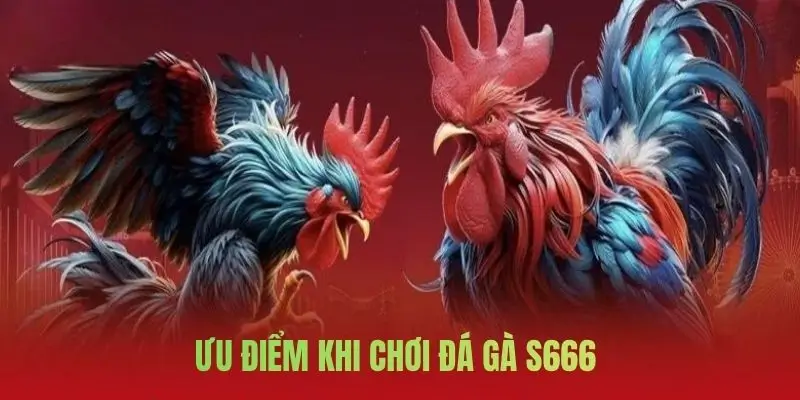 Đá Gà S666: Lựa Chọn Hàng Đầu Của Dân Chơi Mê Đối Kháng - aviro.games