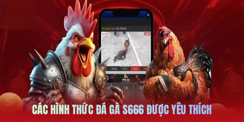 Đá Gà S666: Lựa Chọn Hàng Đầu Của Dân Chơi Mê Đối Kháng - aviro.games
